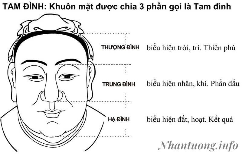 Khuôn mặt được chia thành 3 phần gọi là tam đình Khuôn mặt được chia thành 3 phần gọi là tam đình