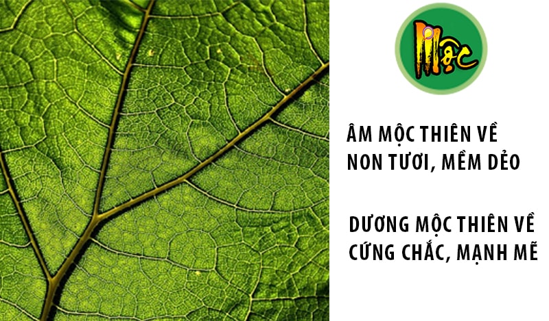 Ý nghĩa của Mộc trong luận ngũ hành Ý nghĩa của Mộc trong luận ngũ hành