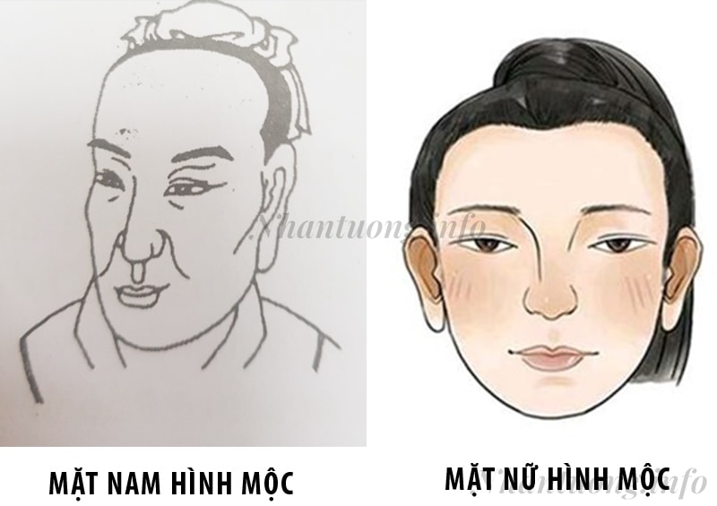 Cách nhận diện tướng mặt ngũ hành Mộc Cách nhận diện tướng mặt ngũ hành Mộc