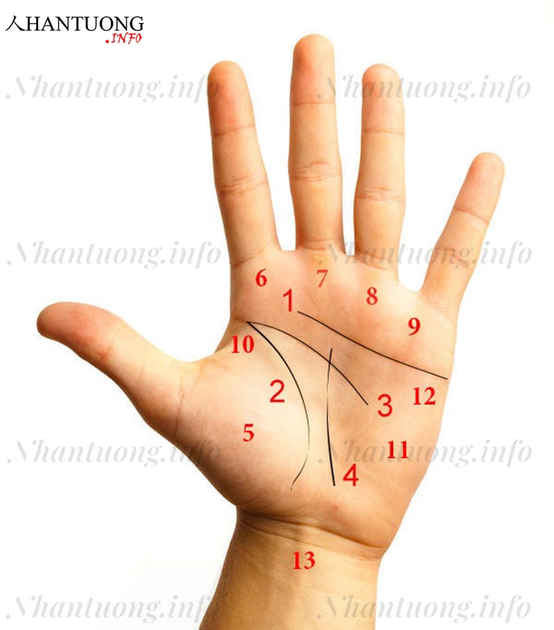 Các gò và đường chỉ tay cơ bản cần biết khi xem tướng tay Các gò và đường chỉ tay cơ bản cần biết khi xem tướng tay