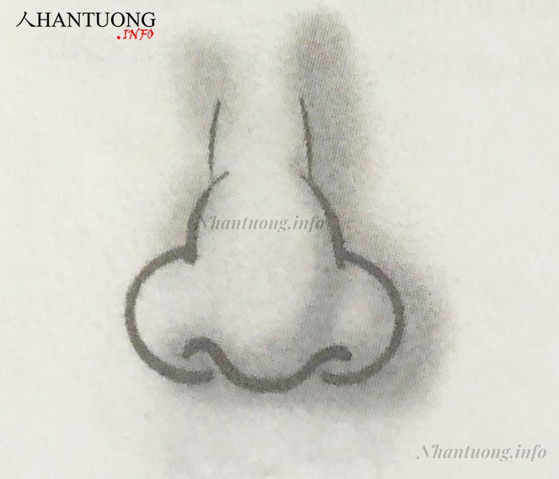 Tướng sống mũi dài, cánh mũi rộng Tướng sống mũi dài, cánh mũi rộng