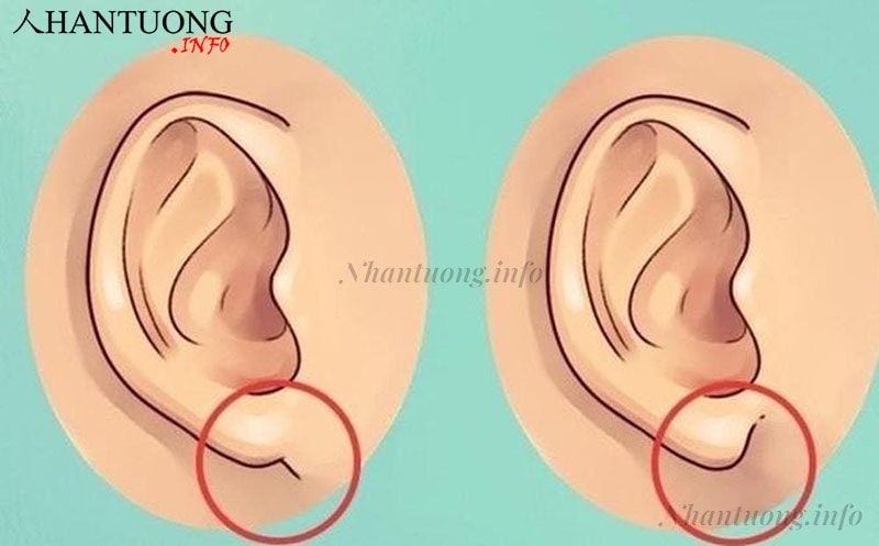 Dái tai nhỏ Dái tai nhỏ