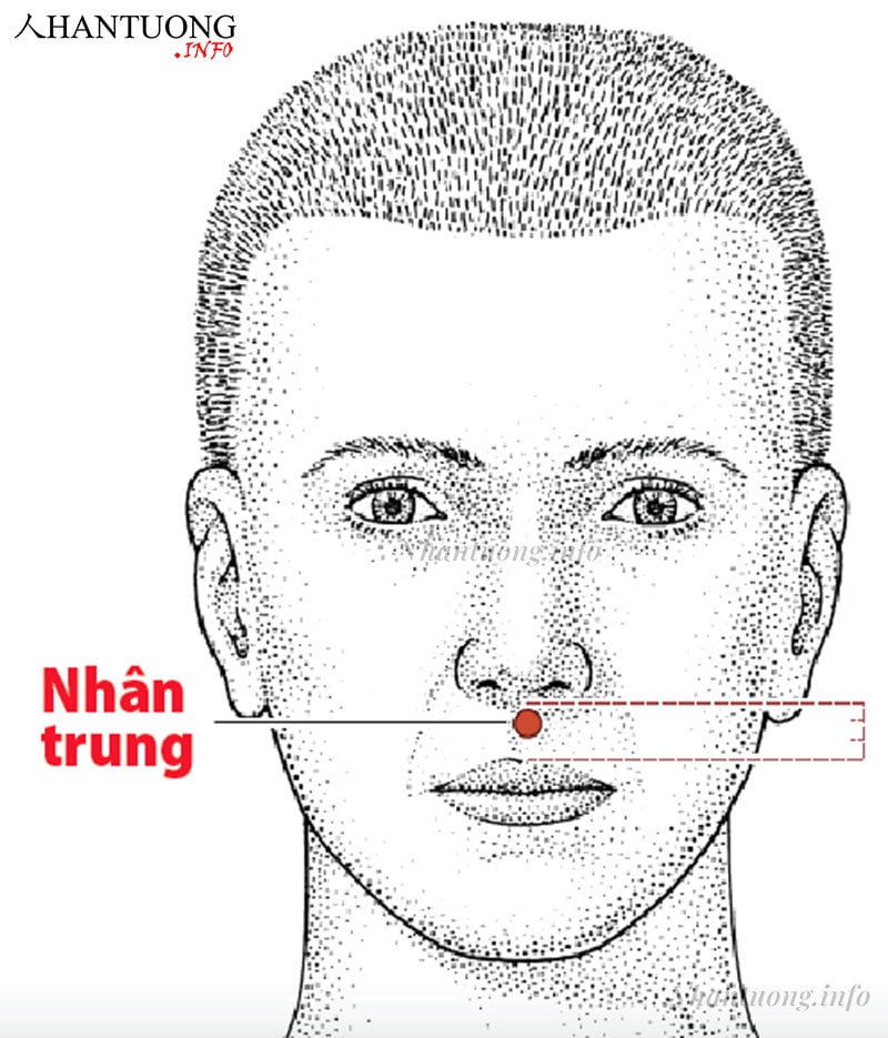 Vị trí nhân trung Vị trí nhân trung