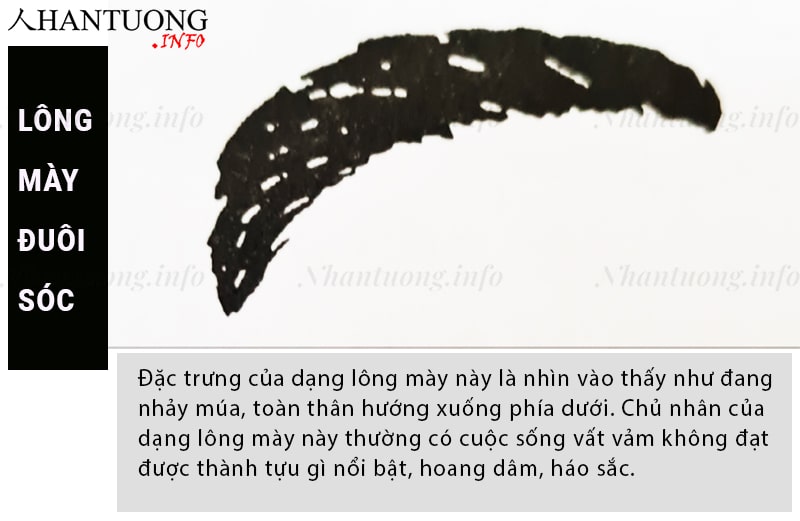 Tướng lông mày đuôi sóc Tướng lông mày đuôi sóc
