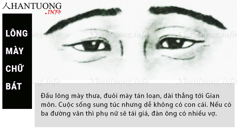 Đặc điểm và hình dáng của tướng lông mày chữ bát Đặc điểm và hình dáng của tướng lông mày chữ bát