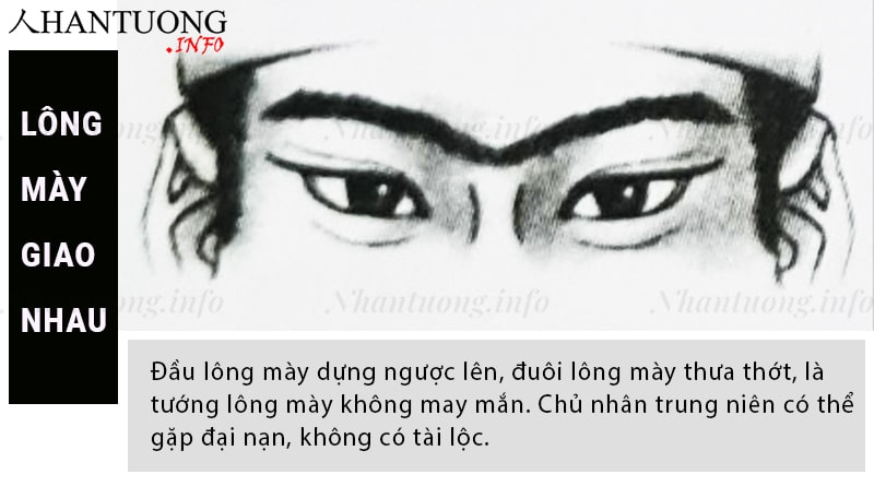 Tướng lông mày giao nhau trùm ấn đường Tướng lông mày giao nhau trùm ấn đường