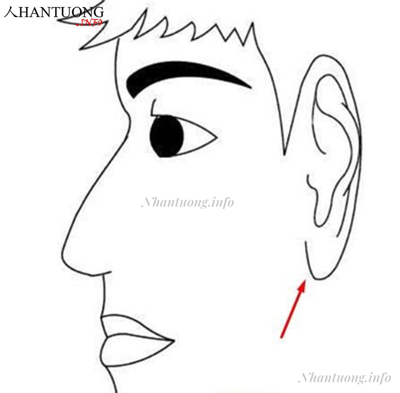 Tai có đường nét rõ ràng, cao hơn lông mày Tai có đường nét rõ ràng, cao hơn lông mày