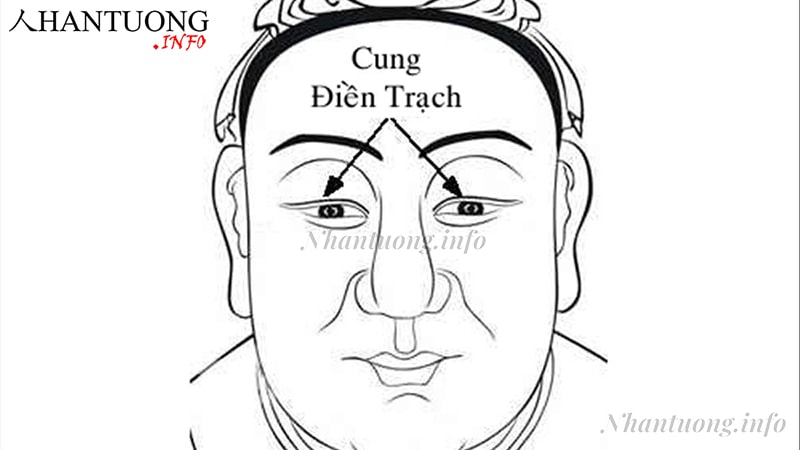 Cung điền trạch rộng, sắc da sáng Cung điền trạch rộng, sắc da sáng