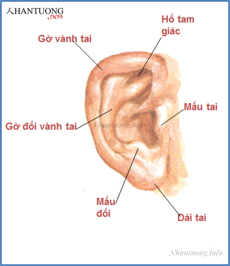 Các phần cần chú ý khi xem tướng tai Các phần cần chú ý khi xem tướng tai