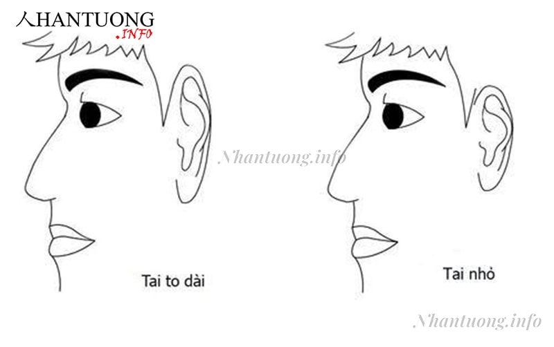Tai cao hơn mày (hình trái) Tai cao hơn mày (hình trái)