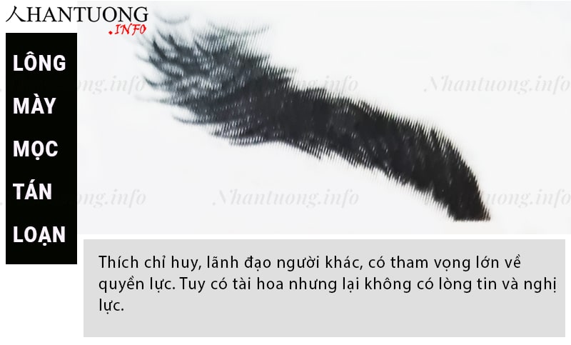 Tướng lông mày mọc hỗn loạn không hàng lối Tướng lông mày mọc hỗn loạn không hàng lối