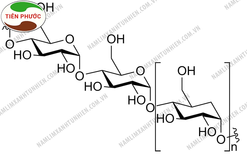 Cấu trúc hóa học của Polysaccharides Cấu trúc hóa học của Polysaccharides