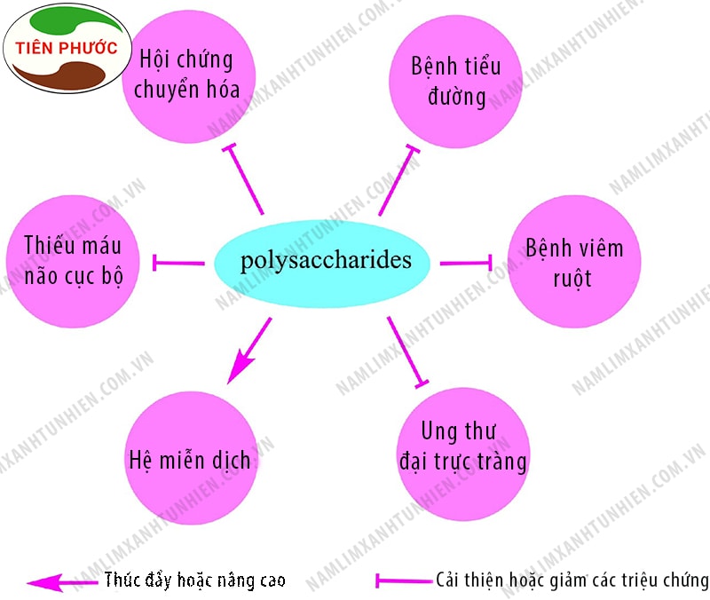 Tác dụng của chất polysaccharides đối với sức khỏe con người Tác dụng của chất polysaccharides đối với sức khỏe con người