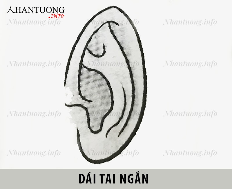 Dái tai ngắn Dái tai ngắn