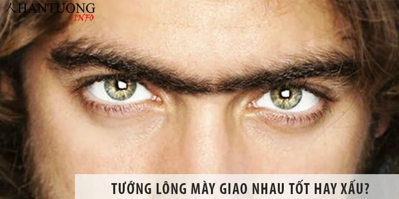 Tướng lông mày giao nhau, nối liền nhau tốt hay xấu? Tướng lông mày giao nhau, nối liền nhau tốt hay xấu?