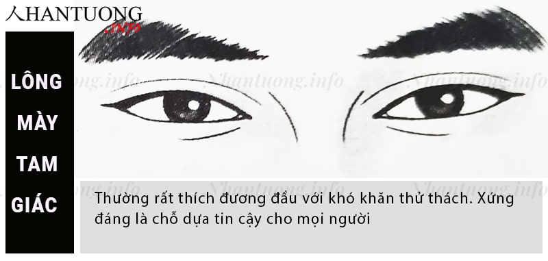 Tướng lông mày hình tam giác