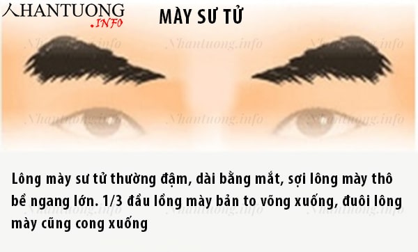 Đặc điểm và hình dáng tướng lông mày sư tử