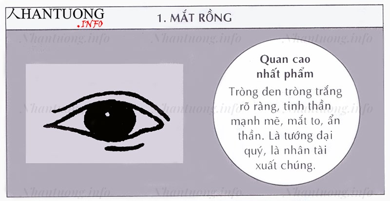 Đặc điểm, hình dáng tướng mắt rồng Đặc điểm, hình dáng tướng mắt rồng