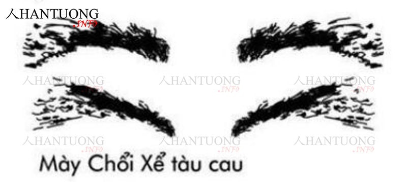 Loại mày chổi xể như tàu cau