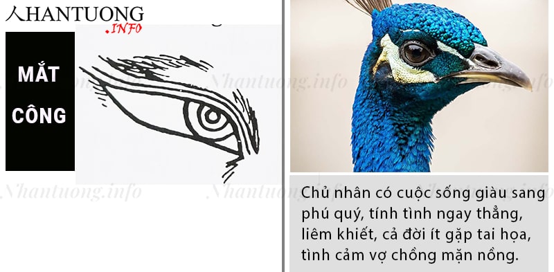 Tướng mắt công - khổng tước nhãn