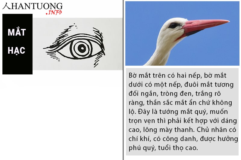 Tướng mắt hạc - hạc nhãn