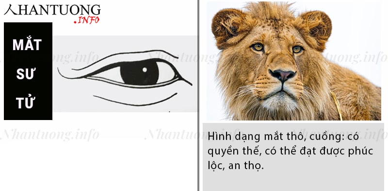 Tướng mắt Mắt sư tử - sư nhãn - phú quý Tướng mắt Mắt sư tử - sư nhãn - phú quý
