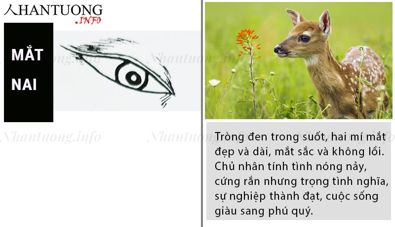 Tướng mắt nai - lộc nhãn