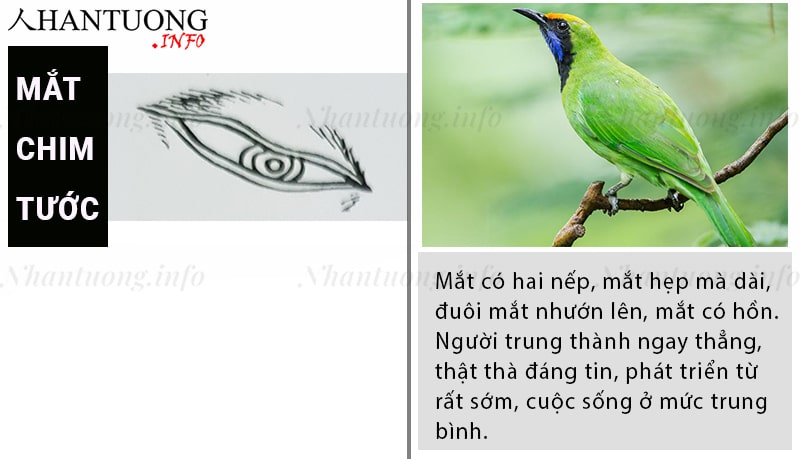 Tướng mắt chim tước - thước nhãn