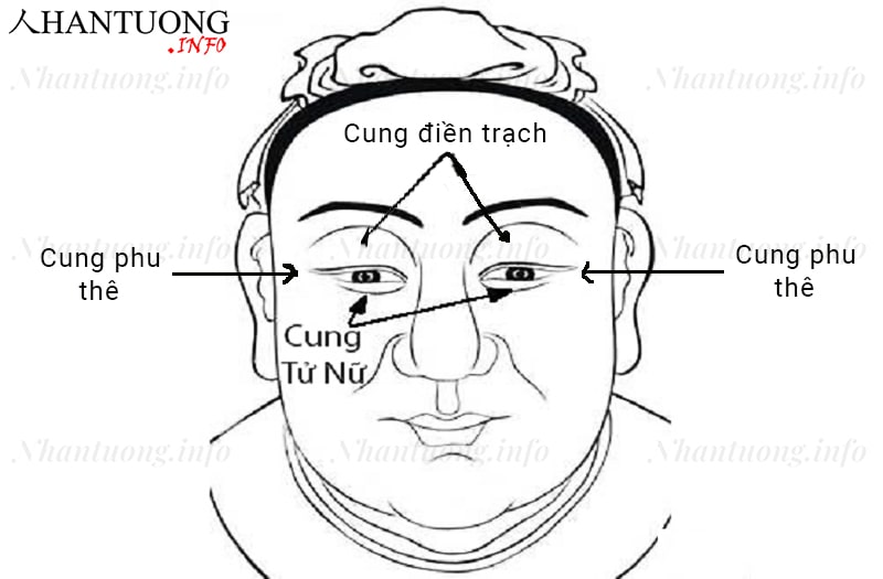 Các cung trong thập nhị cung cần nhớ khi xem tướng mắt Các cung trong thập nhị cung cần nhớ khi xem tướng mắt