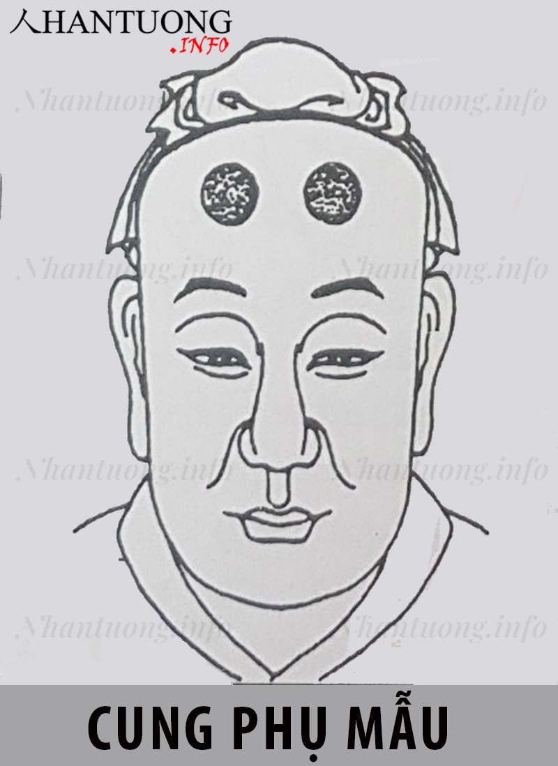 Vị trí cung phụ mẫu (Cung cha mẹ) trên khuôn mặt theo Nhân tướng học Vị trí cung phụ mẫu (Cung cha mẹ) trên khuôn mặt theo Nhân tướng học