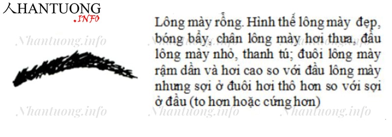 Bài 6: Luận các tướng lông mày đàn ông đẹp – xấu, cát – hung 1 Đặc điểm và hình dáng của tướng lông mày rồng