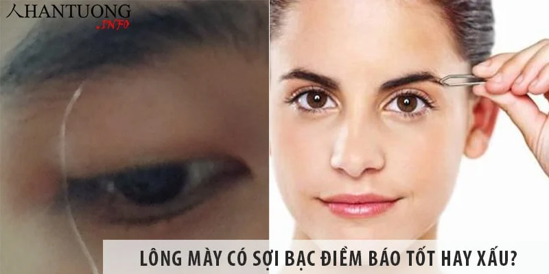 Lông mày có sợi bạc điềm báo tốt hay xấu? Có nên nhổ bỏ không? Lông mày có sợi bạc điềm báo tốt hay xấu? Có nên nhổ bỏ không?