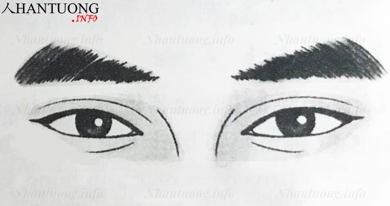 Đặc điểm và hình dáng tướng lông mày tam giác Đặc điểm và hình dáng tướng lông mày tam giác