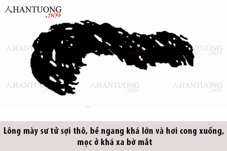 Đăc điểm và hình dáng tướng mày sư tử Đăc điểm và hình dáng tướng mày sư tử