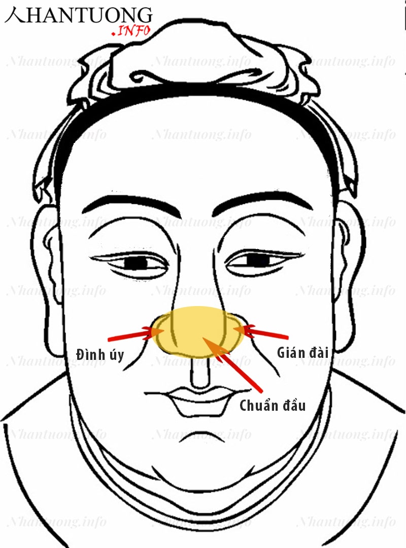 Vị trí của chuẩn đầu (đầu mũi) và gián đài, đình úy (hai cánh mũi) Vị trí của chuẩn đầu (đầu mũi) và gián đài, đình úy (hai cánh mũi)
