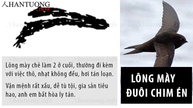 Tướng lông mày hình chim én, mày 2 đuôi, mày chẻ đôi Tướng lông mày hình chim én, mày 2 đuôi, mày chẻ đôi