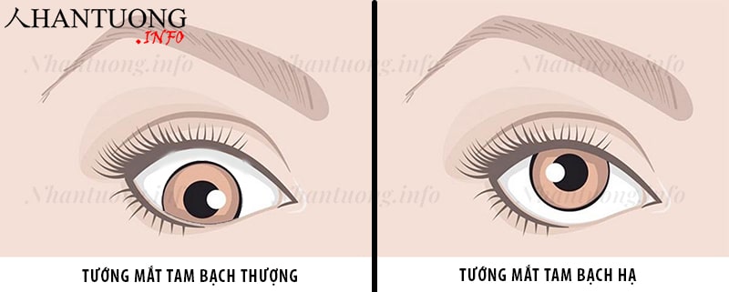 Cách nhận diện tướng mắt tam bạch Cách nhận diện tướng mắt tam bạch