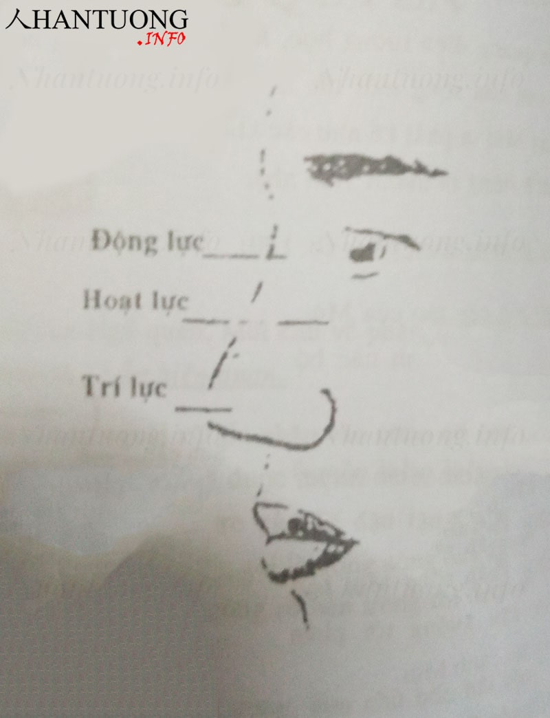 Ý nghĩa của từng bộ phận trên mũi Ý nghĩa của từng bộ phận trên mũi