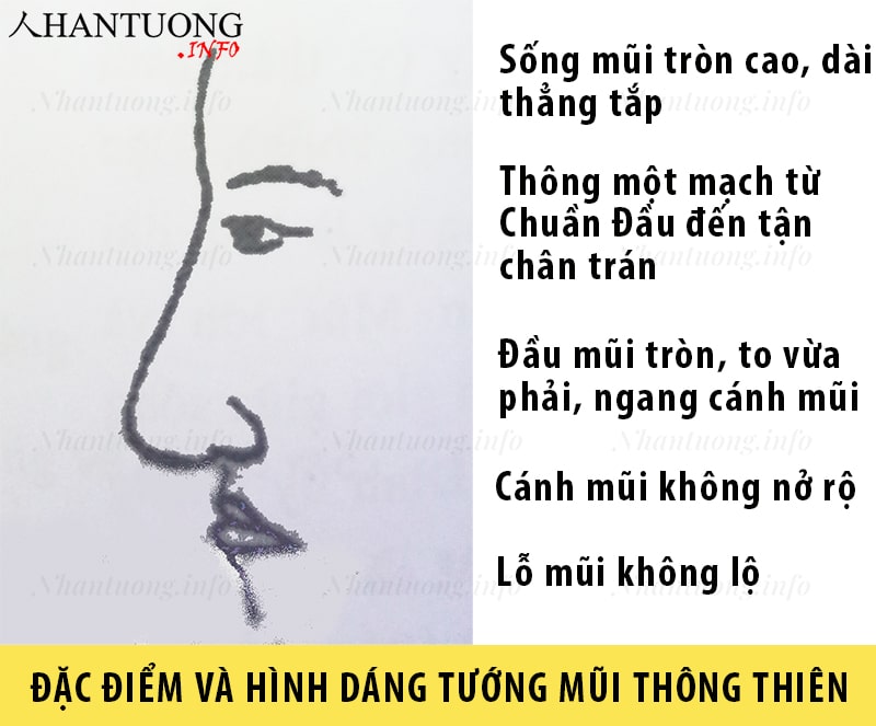 Đặc điểm và hình dáng tướng mũi thông thiên, tướng mũi phục tê Đặc điểm và hình dáng tướng mũi thông thiên, tướng mũi phục tê