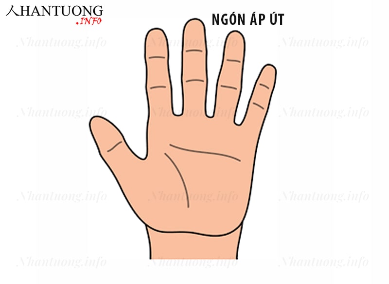 Ý nghĩa ngón tay áp út (ngón tay đeo nhẫn) Ý nghĩa ngón tay áp út (ngón tay đeo nhẫn)