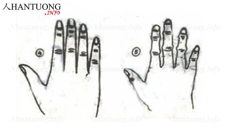 Đặc điểm ngón tay có mấu gút và không mấu gút Đặc điểm ngón tay có mấu gút và không mấu gút
