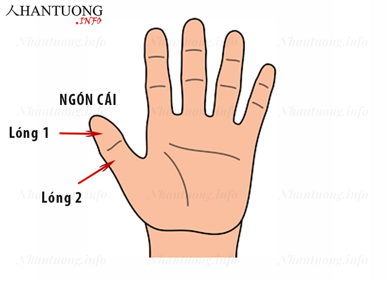 Ý nghĩa ngón tay cái (ngón cả) Ý nghĩa ngón tay cái (ngón cả)