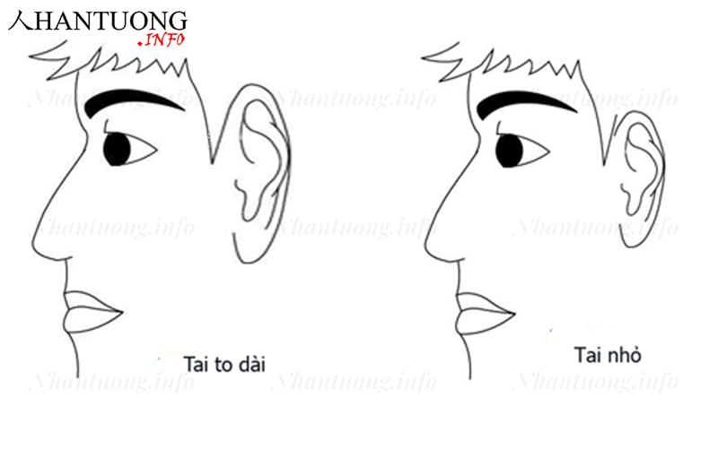 Cách xác định tướng tai to, tai nhỏ Cách xác định tướng tai to, tai nhỏ