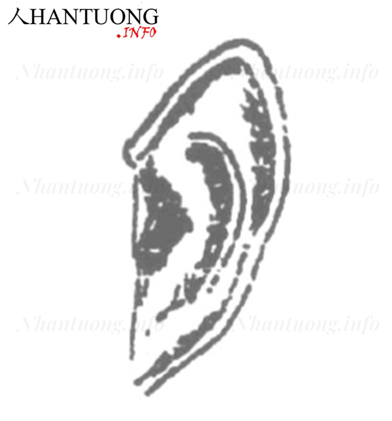 Đặc điểm và hình dáng tướng tai chuột - tai dơi Đặc điểm và hình dáng tướng tai chuột - tai dơi