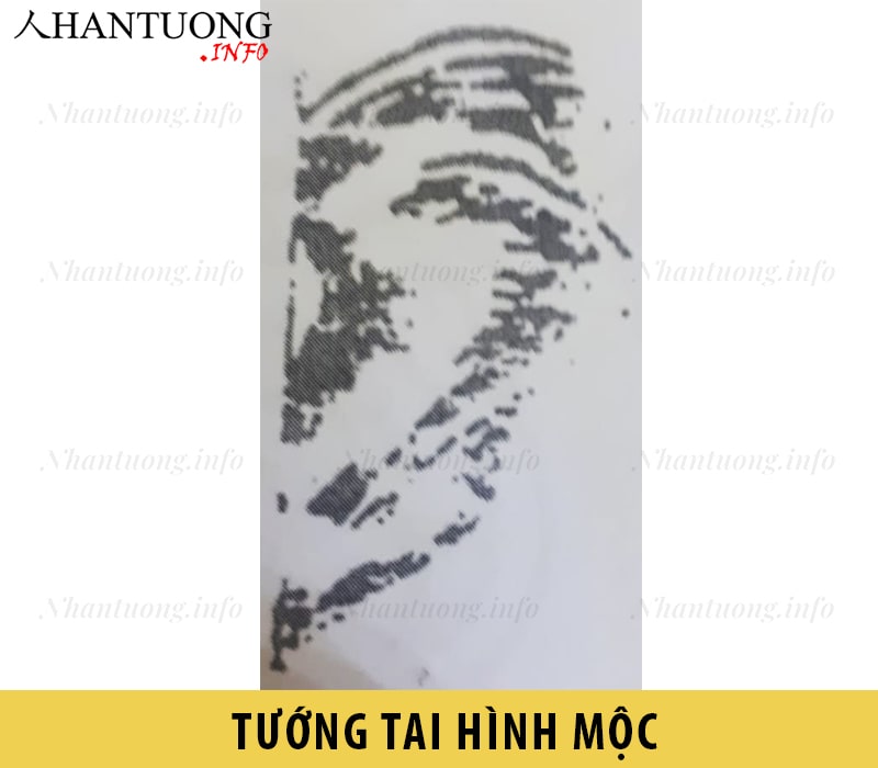 Tướng tai hình Mộc Tướng tai hình Mộc