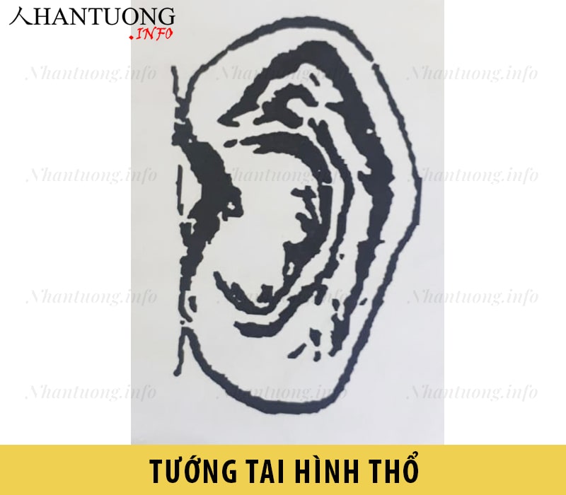 Tướng tai hình Thổ Tướng tai hình Thổ