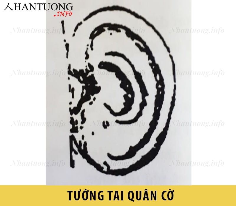 Hình dáng rướng tai quân cờ Hình dáng rướng tai quân cờ