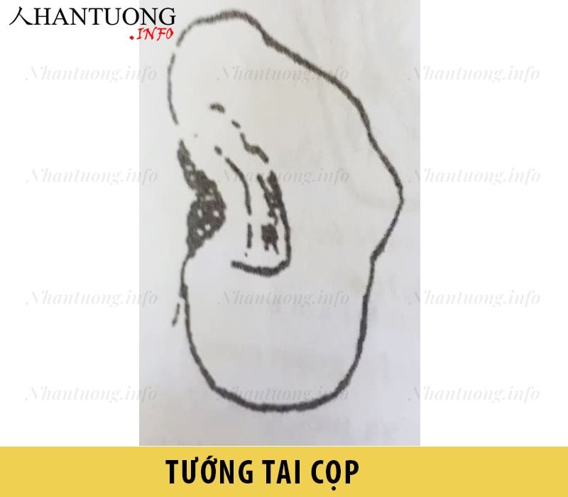 Hình dáng tướng tai cọp Hình dáng tướng tai cọp