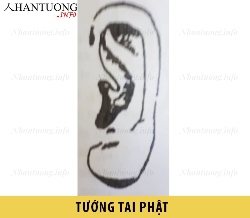 Hình dáng tướng tai Phật Hình dáng tướng tai Phật