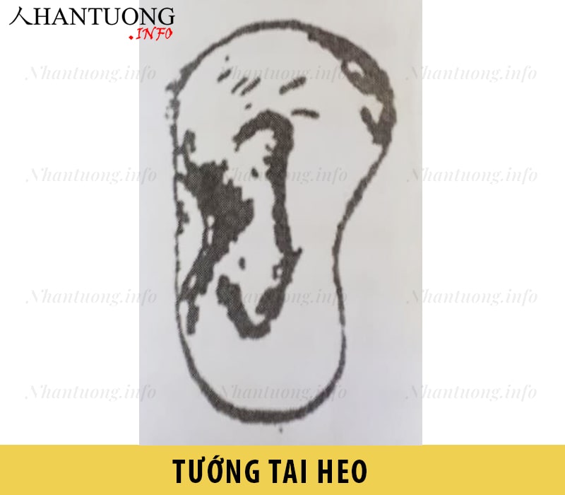 Hình dáng tướng tai heo Hình dáng tướng tai heo